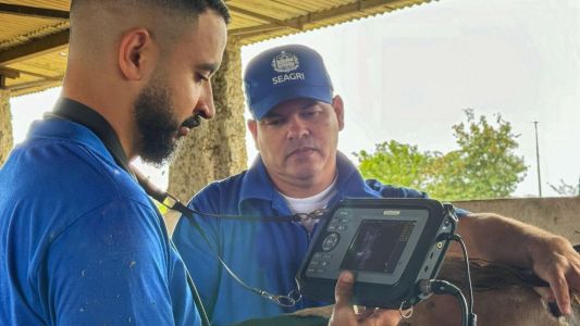 Alagoas abre inscrições para curso de capacitação em bovinos