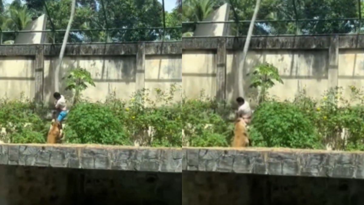 Homem é morto por leoa após entrar em jaula de zoológico, em João Pessoa