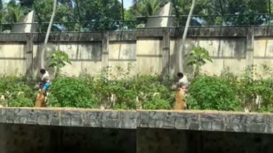 Homem é morto por leoa após entrar em jaula de zoológico em João Pessoa