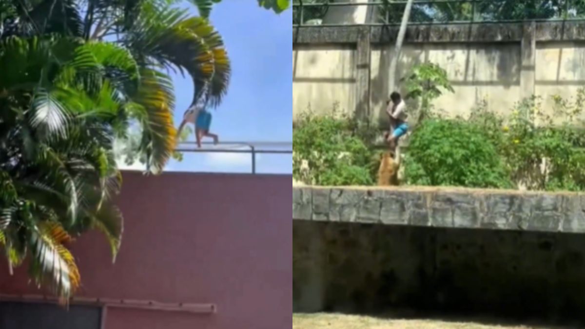 Homem morto por leoa escalou mais de 6 metros para entrar em jaula de zoológico