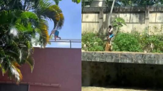 Homem morto por leoa escalou mais de 6 metros para entra em jaula de zoológico