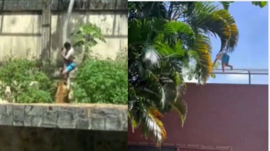 Homem morto por leoa saiu da prisão na sexta (28) após ser preso duas vezes no mesmo dia