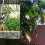 Zoológico em João Pessoa onde 'Vaqueirinho' foi morto por leoa será reaberto; entenda