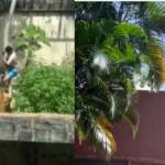 Zoológico em João Pessoa onde 'Vaqueirinho' foi morto por leoa será reaberto; entenda