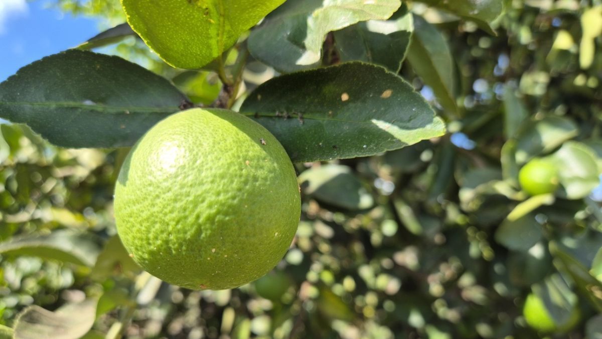 IMA prorroga prazo para envio do relatório do Greening em Minas Gerais