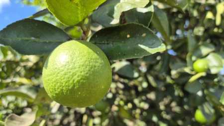 IMA prorroga prazo para envio do relatório do Greening em Minas Gerais