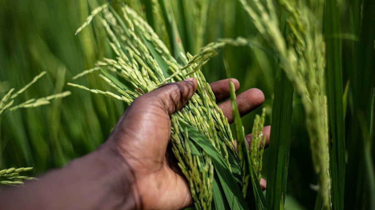 Preços do arroz em casca seguem firmes no Rio Grande do Sul