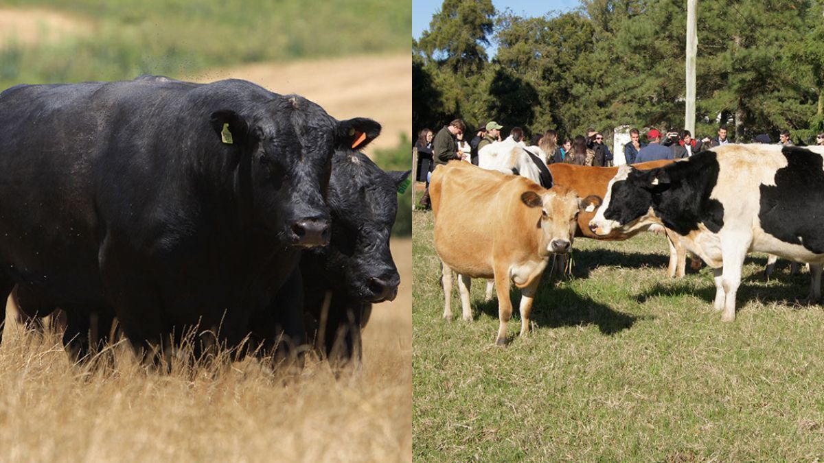 Carne premium de vacas de leite? Novo selo promete revolucionar o setor no Brasil