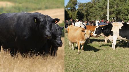 Carne premium de vacas de leite? Novo selo promete revolucionar o setor no Brasil