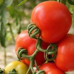 Preço do tomate dispara e sobe até 85% nos atacados do país
