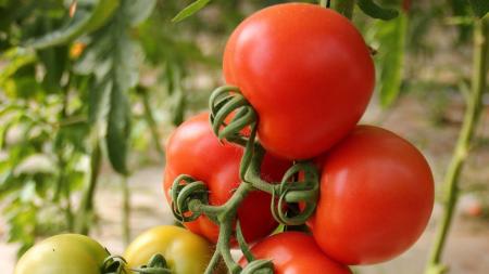 Tomate longa vida sobe até 51% no atacado com oferta limitada