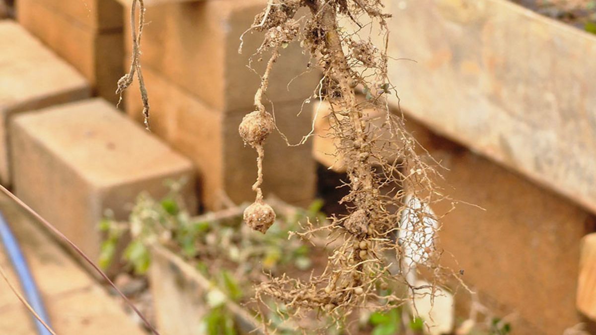 Gene de amendoim silvestre amplia resistência de culturas a estresses agrícolas
