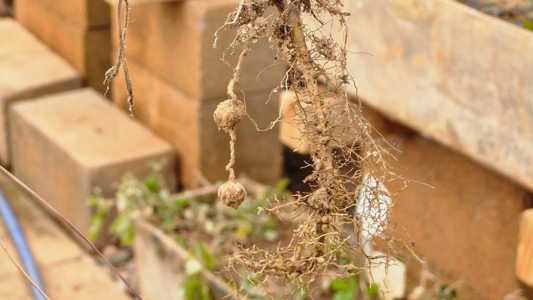 Gene de amendoim silvestre amplia resistência de culturas a estresses agrícolas