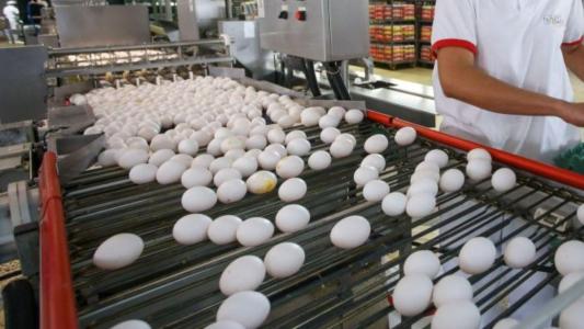 SP consolida liderança na avicultura com salto de 7% na produção de ovos em 2025