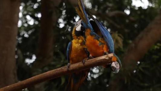 Arara-canindé uma das aves mais emblemáticas do Brasil, predonimante nos biomas Amazônia, Cerrado e Pantanal