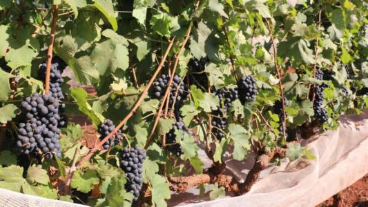 Vinho de inverno: pesquisa valida 9 novas variedades de uvas para dupla poda em MG