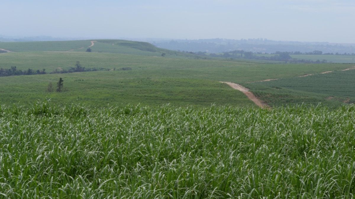 MAPA atualiza Zarc da cana-de-açúcar e redefine áreas aptas ao cultivo em sequeiro