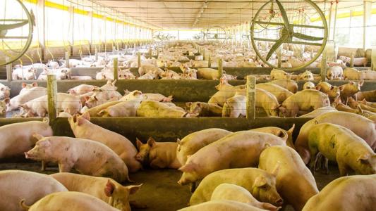 Embrapa lança plataforma para monitorar a saúde da suinocultura brasileira