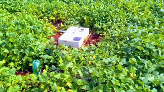 Coinoculação no feijão reduz em até 50% emissão de gás de efeito estufa no Cerrado