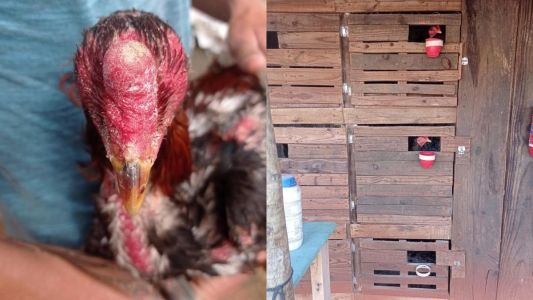 Homem é preso por prática de rinha de galos e PM resgata animais maltratados em MG