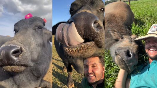 Catarina, a búfala influencer de Minas Gerais é sensação das redes sociais