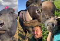 Conheça Catarina, a búfala influencer de Minas Gerais sensação das redes sociais