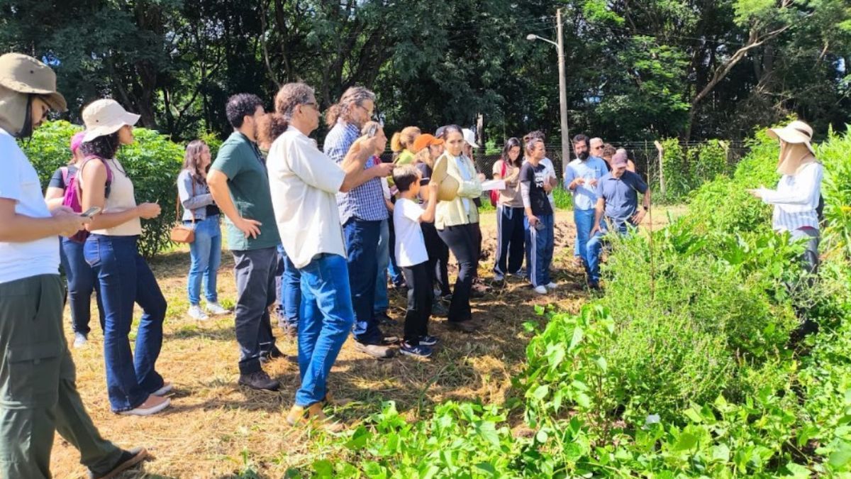 PANC ganham espaço como alternativa sustentável para a agricultura familiar