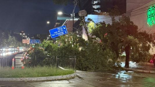 Chuva forte derruba árvore de grande porte ao lado do Pátio Savassi, em BH