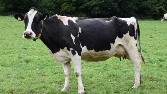 Vaca