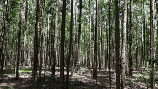 Florestas plantadas ganham papel estratégico na produção de alimentos em MG