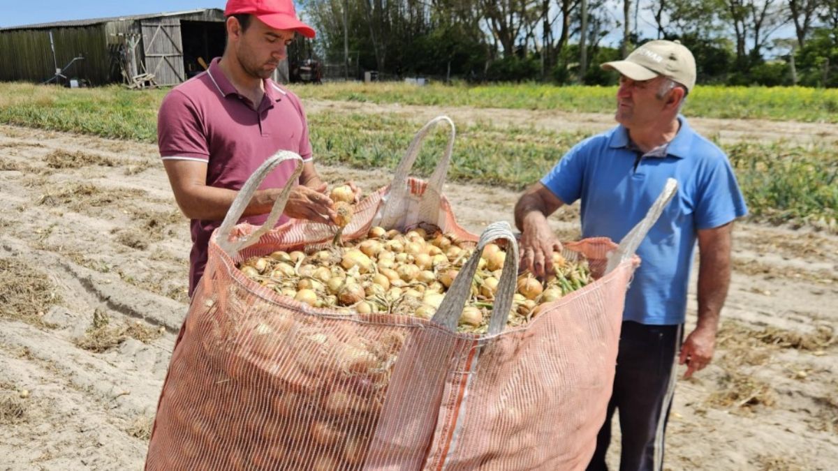 Colheita da cebola encerra com alta produtividade das lavouras no Rio Grande do Sul 