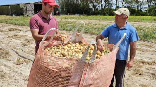 Colheita da cebola encerra com alta produtividade das lavouras no Rio Grande do Sul 