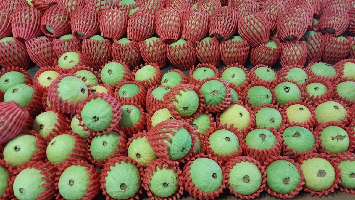 Luz UV-C modulada reduz antracnose e prolonga vida útil da goiaba pós-colheita