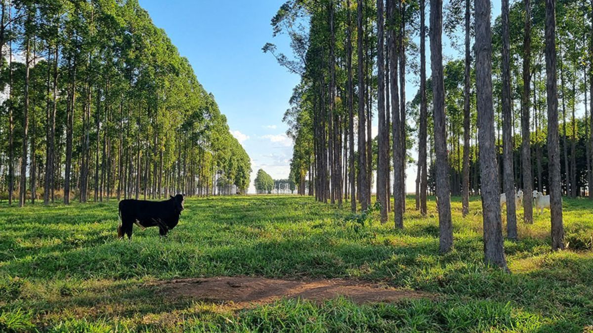 Estudo revela que solo brasileiro perde 1,4 bilhão de toneladas de carbono