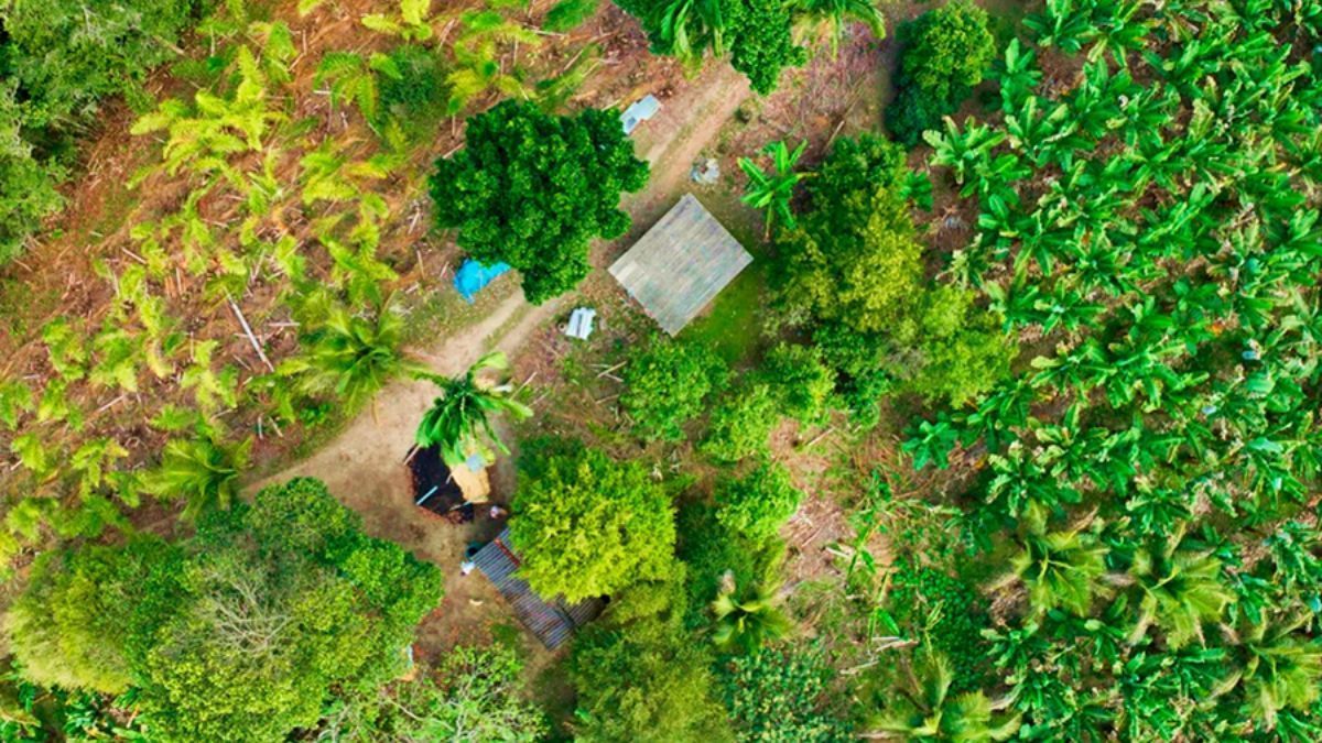 Satélites mapeiam banana e pupunha no Vale do Ribeira com 93% de precisão
