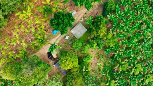 Satélites mapeiam banana e pupunha no Vale do Ribeira com 93% de precisão