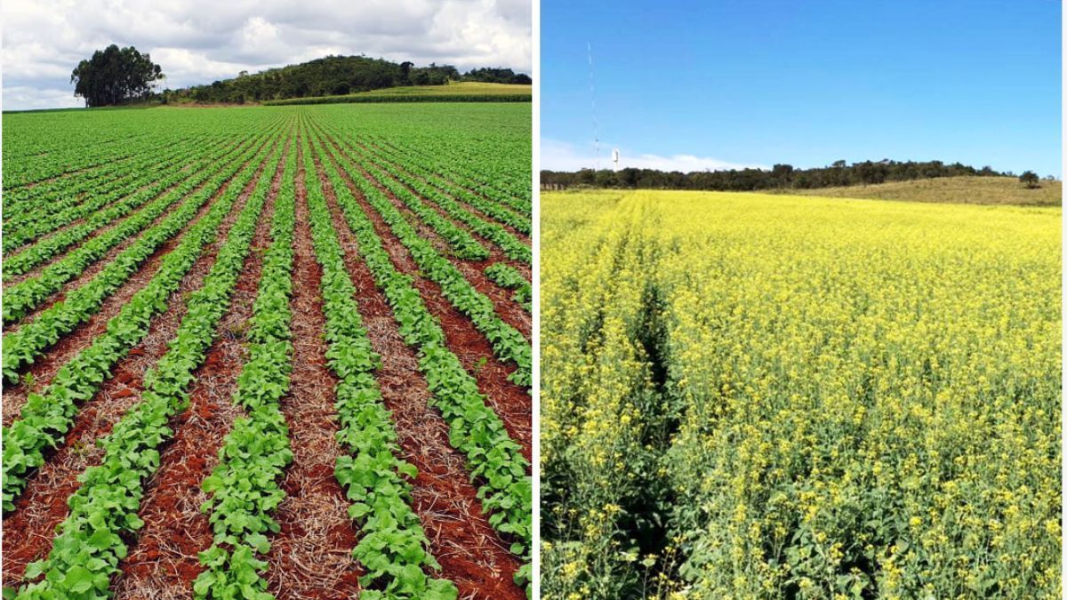 Canola avança no Cerrado e se firma como opção à safrinha no Brasil em 2025