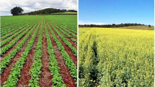 Canola
