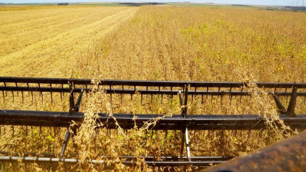 Paraná registra avanço na safra de verão, mas calor e chuvas irregulares preocupam