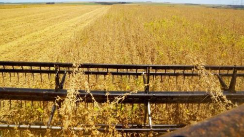 Paraná registra avanço na safra de verão, mas calor e chuvas irregulares preocupam