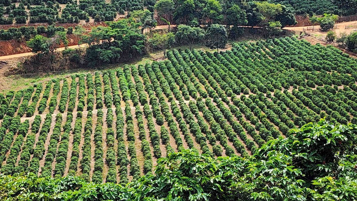 Brasil projeta maior safra de café da história, com 66,2 milhões de sacas em 2026