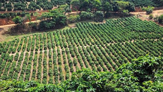 Plantação de café em Caratinga, na Região do Vale do Rio Doce