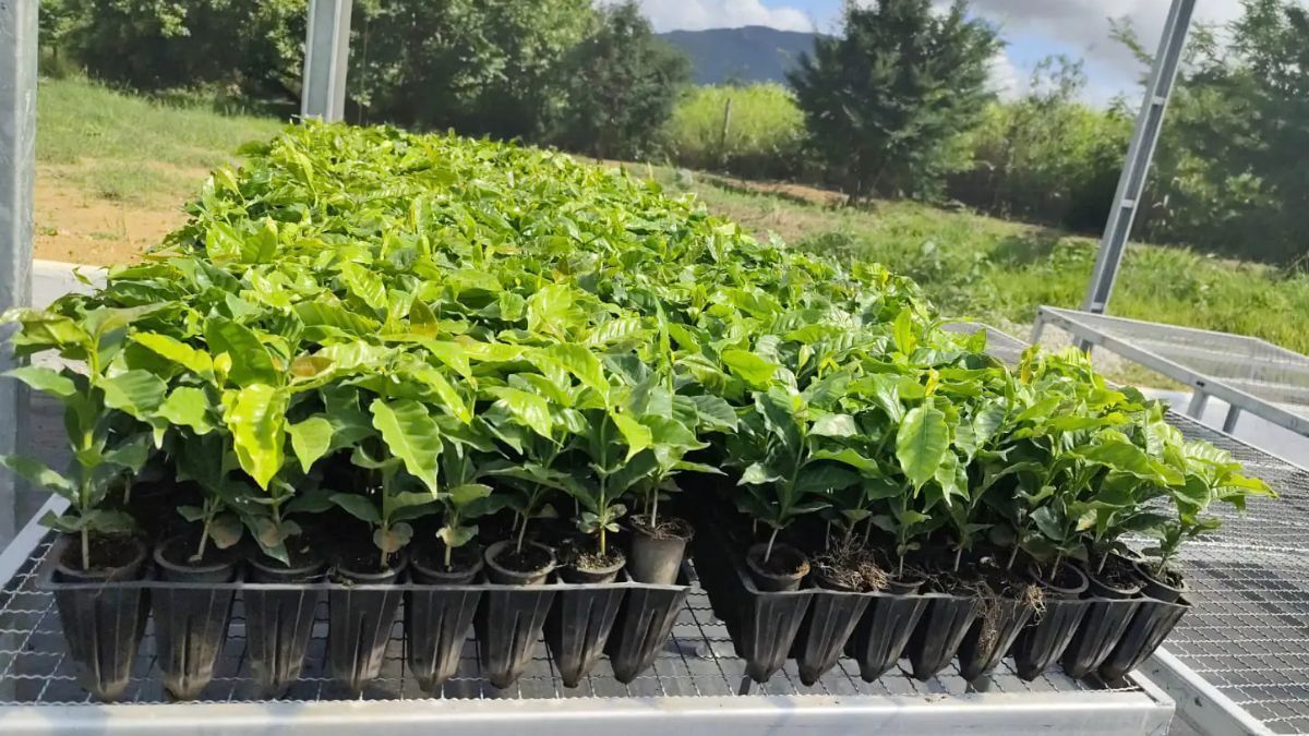 Vale do Jequitinhonha ganha 25 novas unidades demonstrativas de café