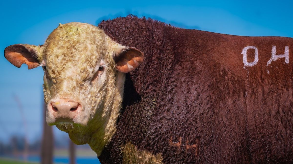 Fêmeas Hereford valorizam 115% e batem recorde de preços em 2025