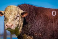 Fêmeas Hereford valorizam 115% e batem recorde de preços em 2025