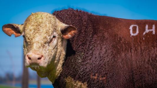 Raça Hereford