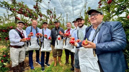 Rio Grande do Sul abre safra da maçã 2025/26 com expectativa de alta produtividade