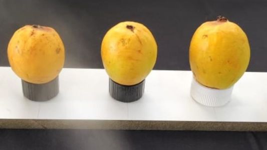 Filmes com óleos essenciais avançam como alternativa sustentável ao plástico