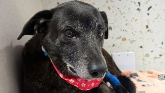 Pretinha, fiel companheira do cão Orelha