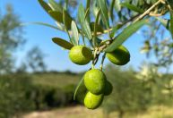 'Ouro verde': produção de azeite brasileiro deve bater recorde com safra 2026